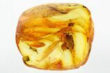 Detailed Fossil Planthopper, Spider, and Beetle Larva In Baltic Amber #278853-1